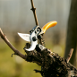 Preview: Gelbhorn 150 Gartenschere - auf Rebstock